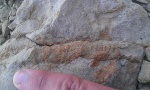 Ophiomorpha