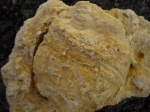 Cyclopoceras