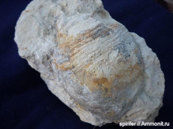 Cyclopoceras, орловская обл, Cyclopoceras abundans