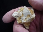 oreliana