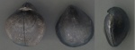 Aulacothyris sp.