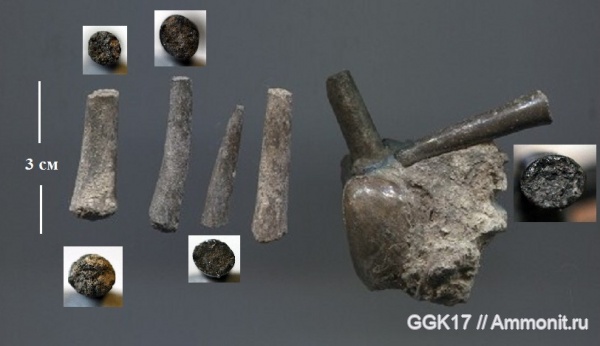 Dentalium, Белгородская область, Стойленский карьер