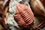 Трилобит Asaphus sp.