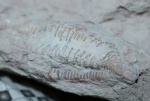 Cybele Panderi
