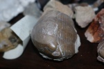 Illaenus sp.