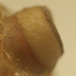 Фасетчатый глаз Asaphus sp.