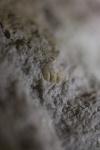 Глабель Hoplolichas (?)