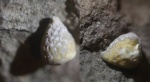 Bolboporite