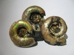 Аммониты Kachpurites fulgens