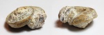 Гастропода Omphalotrochus с ножкой
