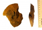 Garniericeras subclypeiforme