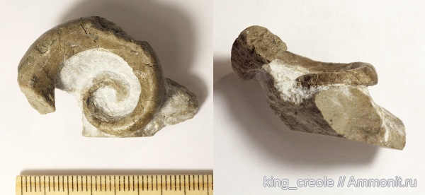 гастроподы, ордовик, Euomphalus, Ecculiomphalus