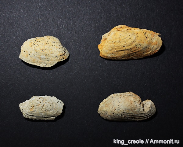 пермь, двустворчатые моллюски, Марий Эл, Palaeomutela
