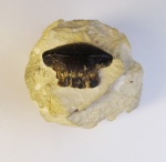 Polyrhizodus concavus (Trd.)