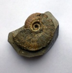 Kosmoceras proniae