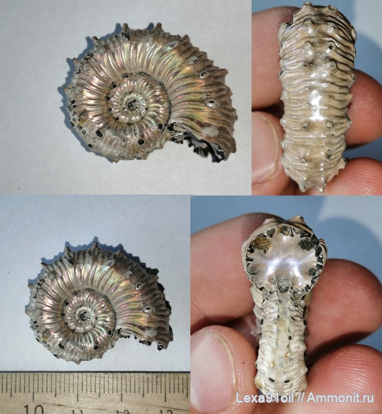 аммониты, юра, Kosmoceras, Дубки, Jurassic