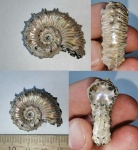 Kosmoceras