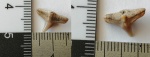 Cederstroemia