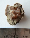 Краб Сеномана