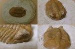 Asaphus cornutus