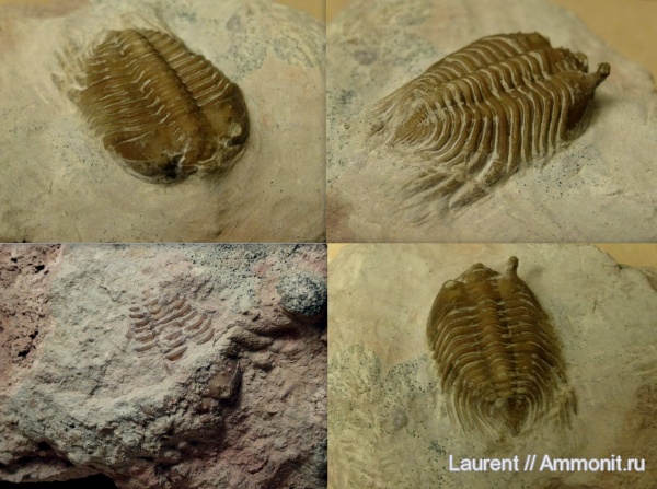 Cybele bellatula, Путиловский карьер, Ordovician