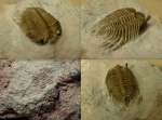 Cybele bellatula