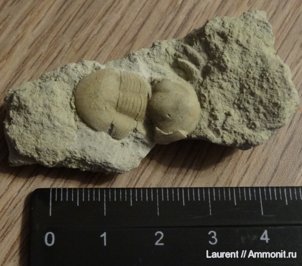 Вильповицы, Illaenus, Ordovician