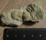 Illaenus sp.