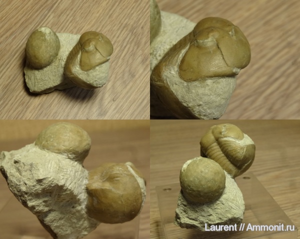 Вильповицы, Illaenus sinuatus, Ordovician