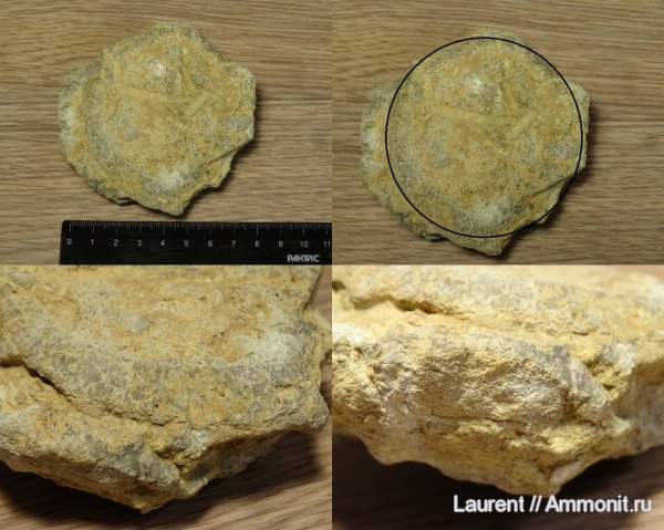 мшанки, Ленинградская область, Ordovician