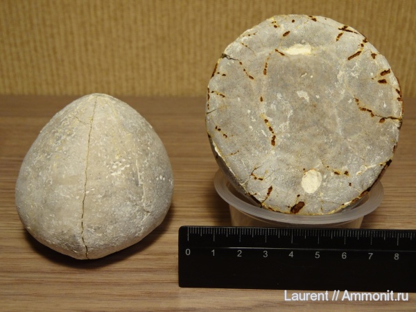 морские ежи, мел, Казахстан, Echinocorys