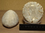 Пара Echinocorys sp.