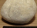 Укусы на Echinocorys sp.