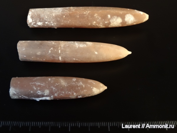 мел, Казахстан, belemnites