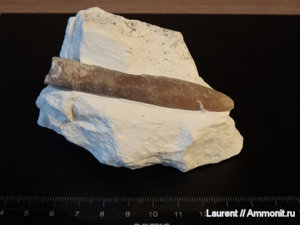 мел, Казахстан, belemnites