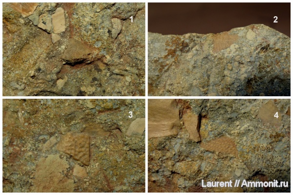 девон, рыбы, Placodermi, Sarcopterygii, Pteraspidomorpha