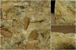 Зубы Glyptolepis sp.