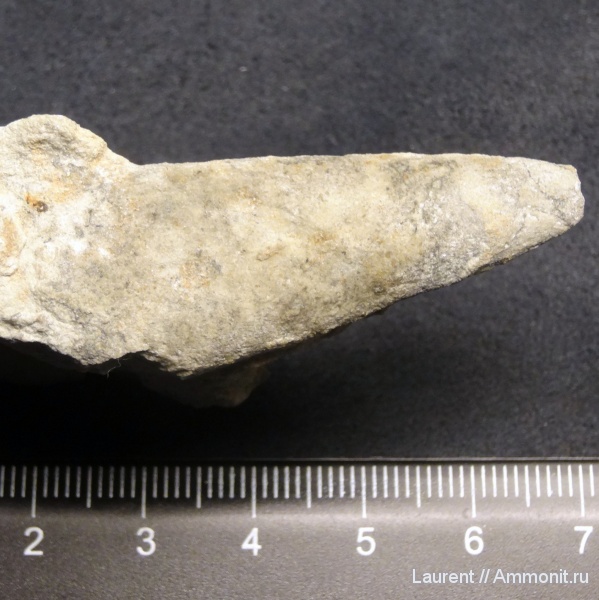 моллюски, Ленинградская область, Hyolitha, Ordovician