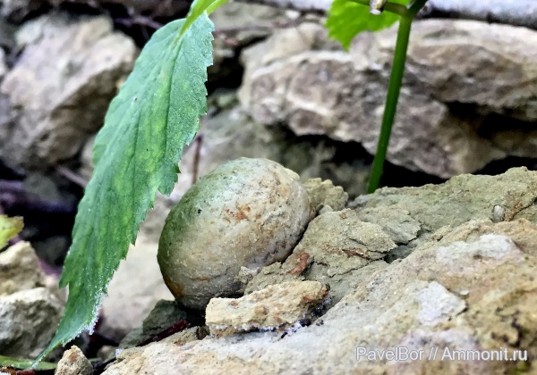 ордовик, Вильповицы, цистоидеи, морские пузыри, Echinosphaerites