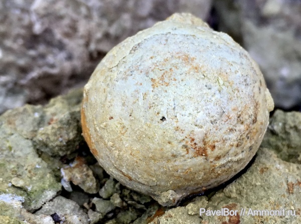 Вильповицы, цистоидеи, морские пузыри, Echinosphaerites, Cystoidea