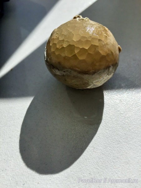 Вильповицы, цистоидеи, морские пузыри, Echinosphaerites, Cystoidea