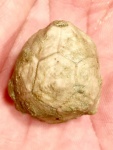 Hemicosmites oblongus из Вильповиц
