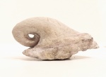 Ядро гастроподы Salpingostoma