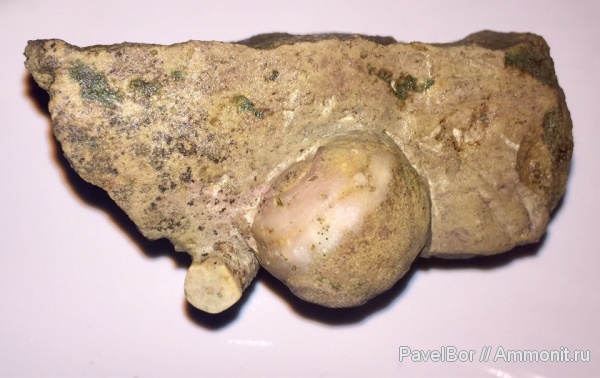 ордовик, мшанки, Назия