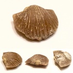 Брахиопода Orthambonites calligramma