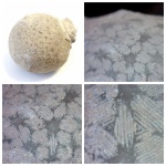 Echinosphaerites aurantium c ярко-выраженным рисунком пор