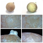 Echinosphaerites aurantium