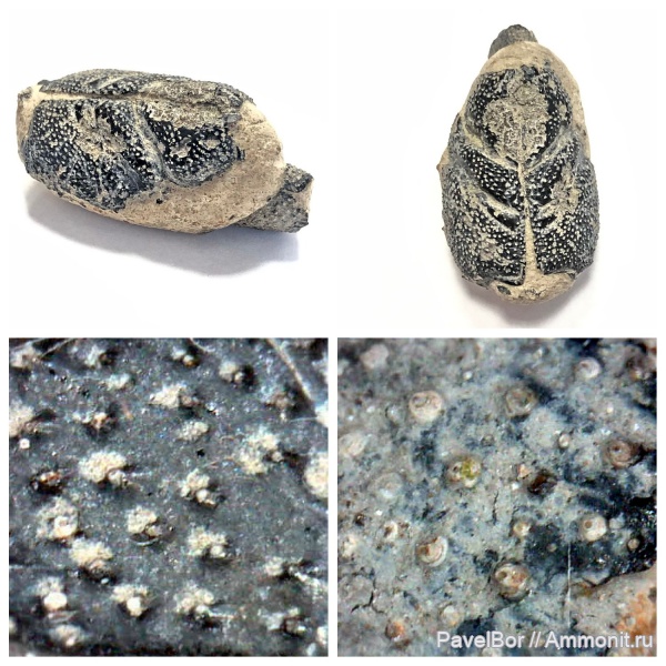 юра, раки, р. Волга, панцирь, Переборы, Erymidae