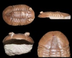 Asaphus pachyophthalmus (SCMIDT, 1898)