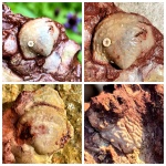 Rhytialosia petini с Ильменского глинта
